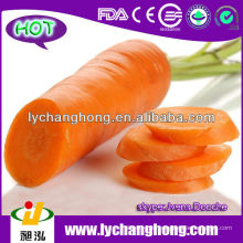 Precio al por mayor de la zanahoria de China 10kg / ctn